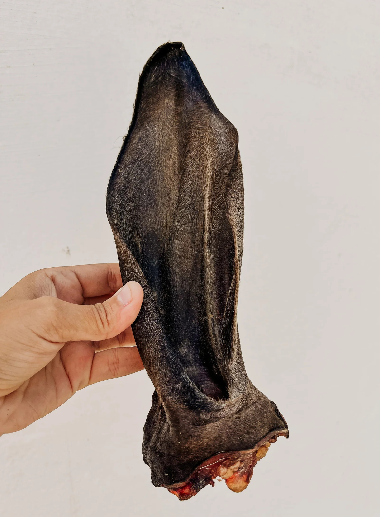 Orelhão de Boi 01 und