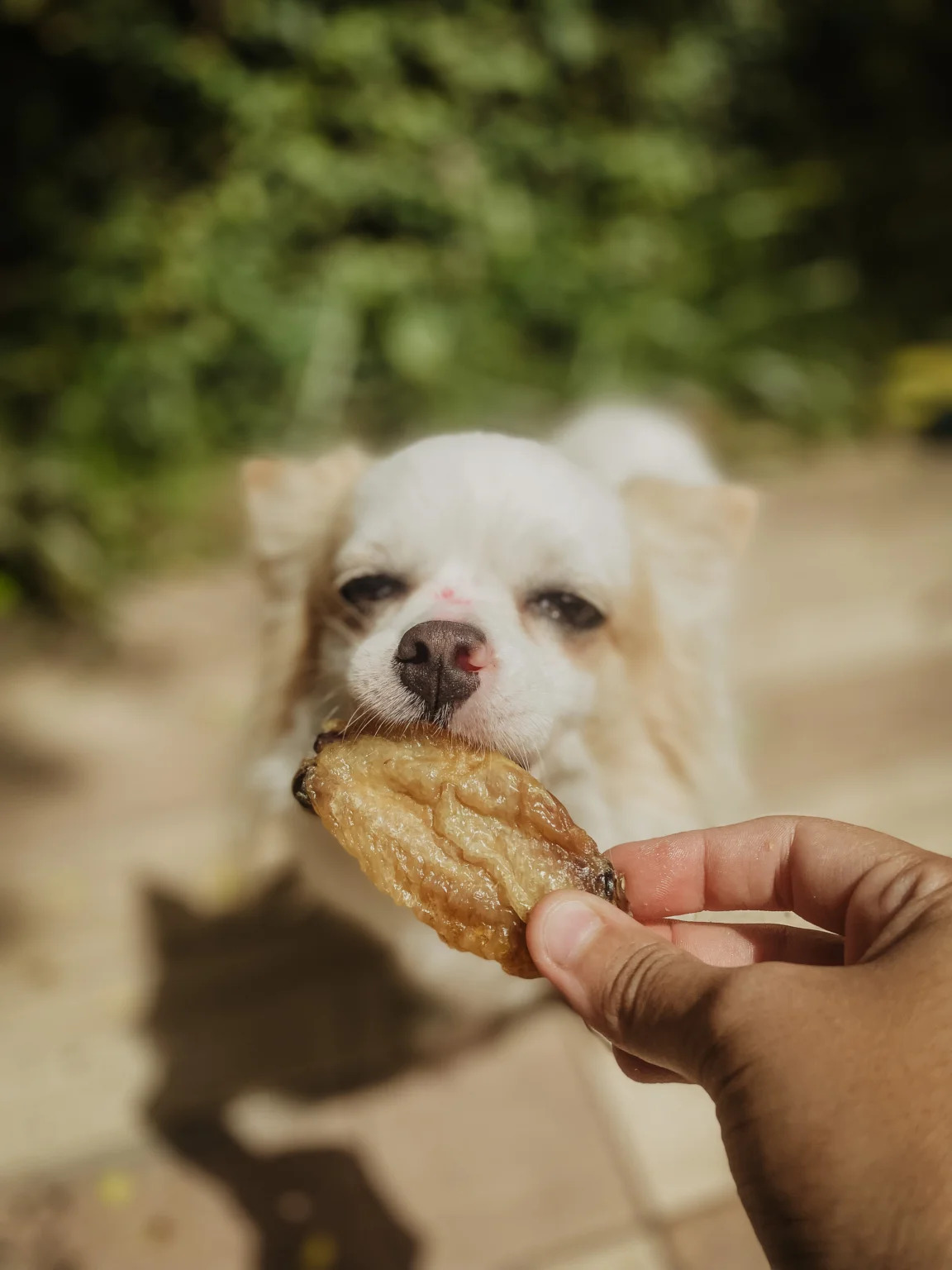 Tulipinha de Frango pc c/ 4 und